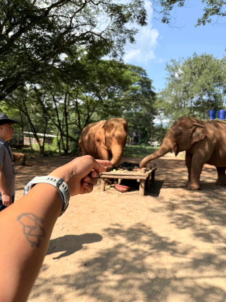 ETHICAL ELEPHANT SANCTUARY ELEPHANT NATURE PARK CHIANG MAI