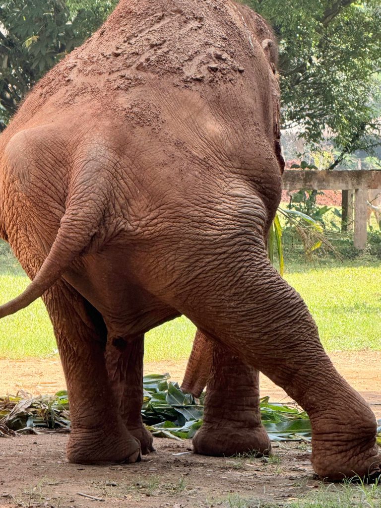 ETHICAL ELEPHANT SANCTUARY ELEPHANT NATURE PARK CHIANG MAI
