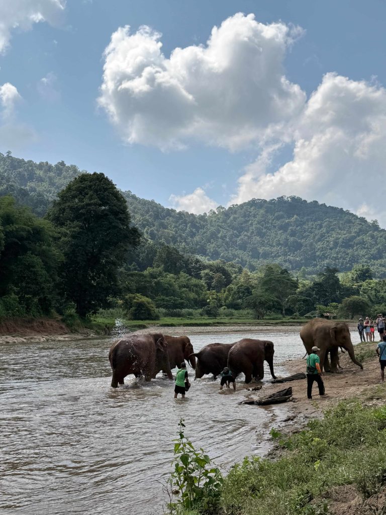 ETHICAL ELEPHANT SANCTUARY ELEPHANT NATURE PARK CHIANG MAI